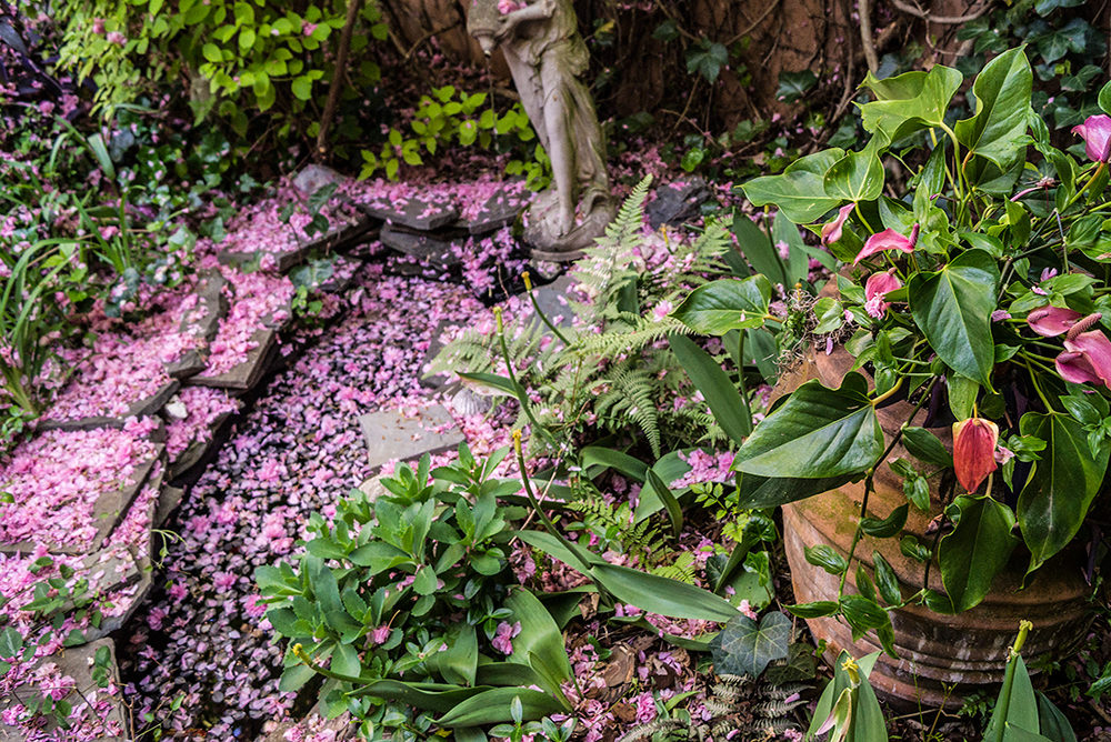Pond snow: A backyard water feature a/k/a a pond is shrouded in cherry blossoms. / Photo by Stephanie Cavanaugh.
