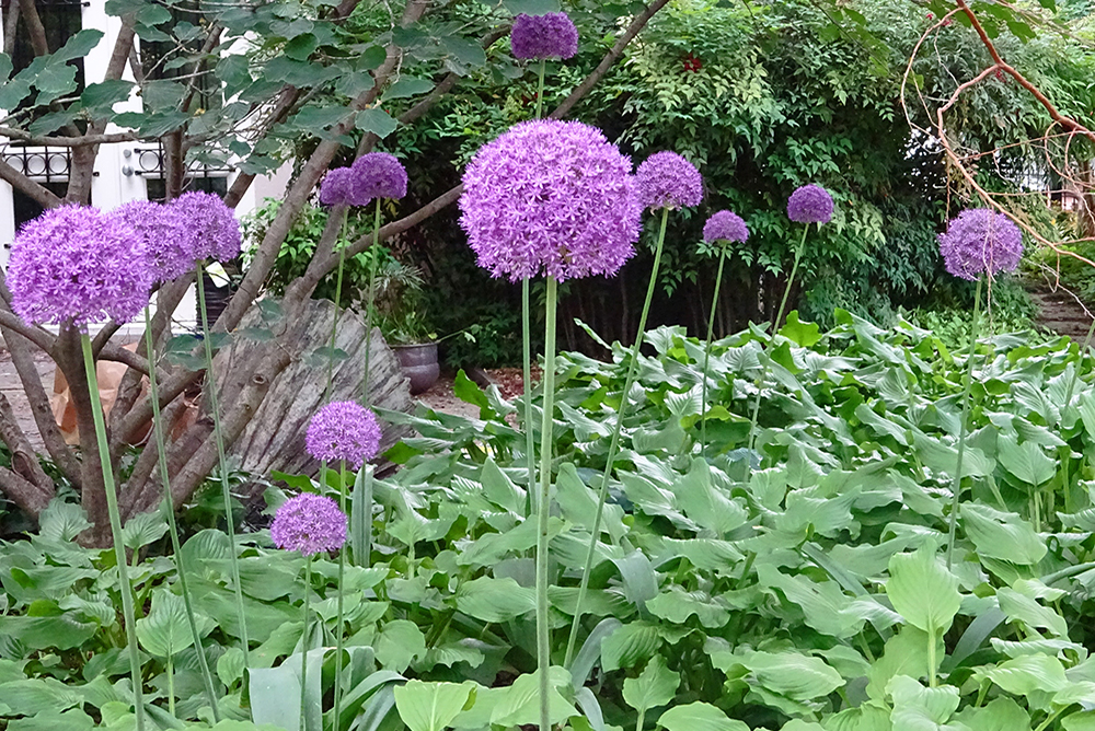 Green Acre #7: The Aging Beauty of Allium – My Little Bird