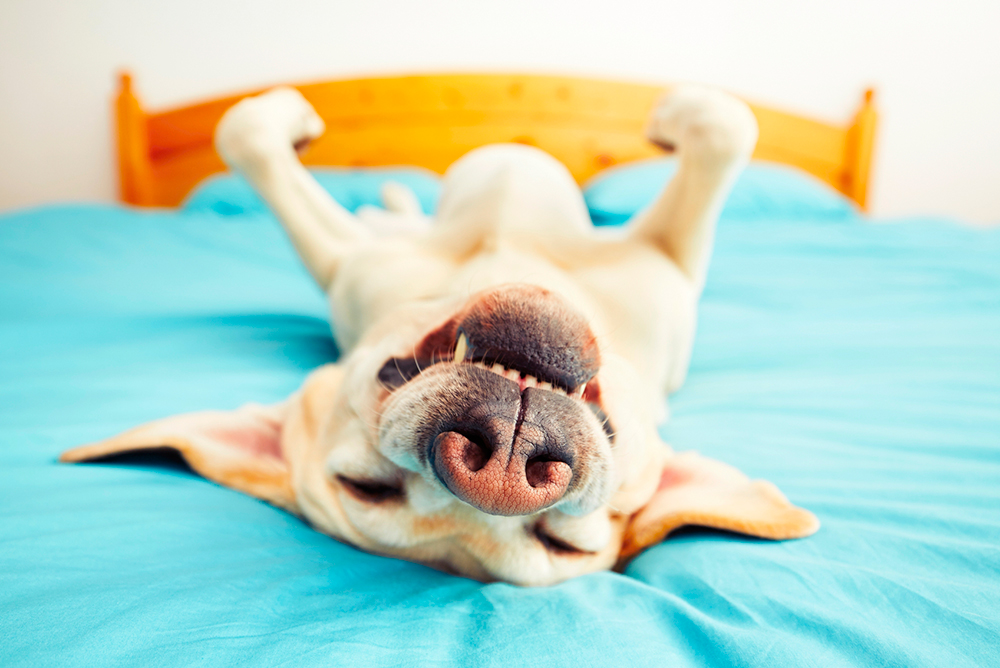 iStock