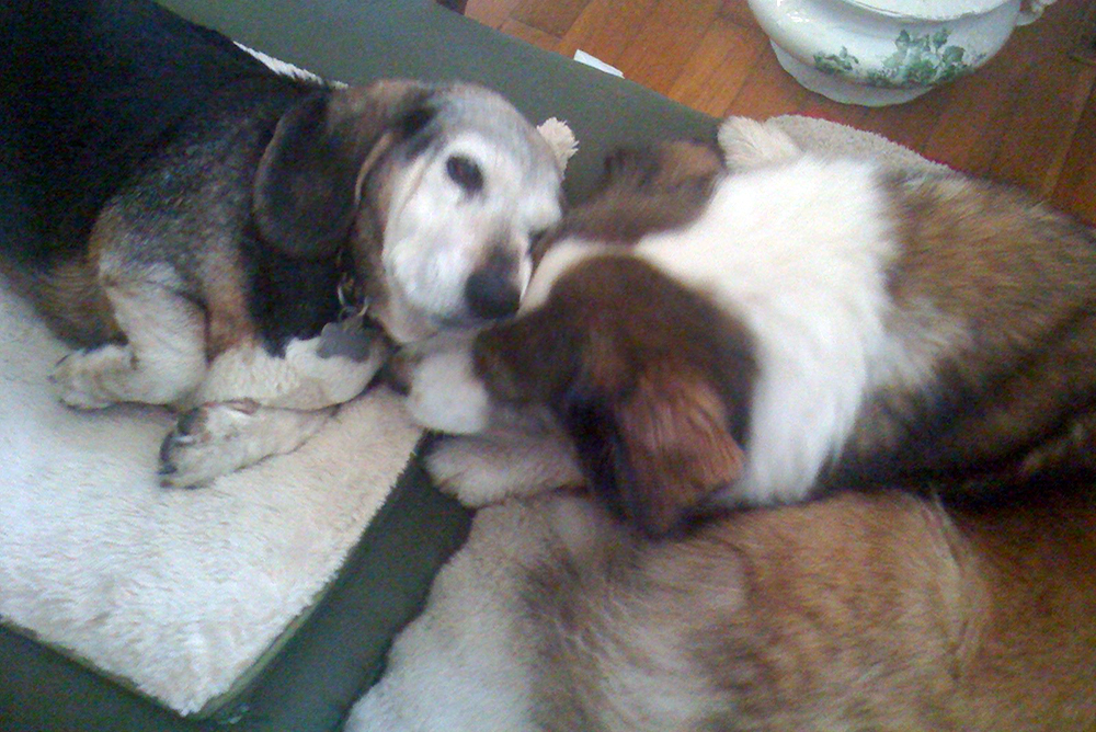 Kathy's dogs Sugar and Buster, BFFs obviously.