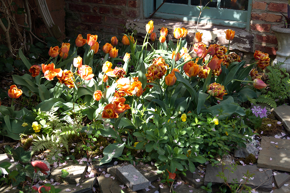 Tulips1web