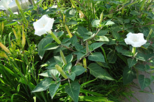Gardenia3web
