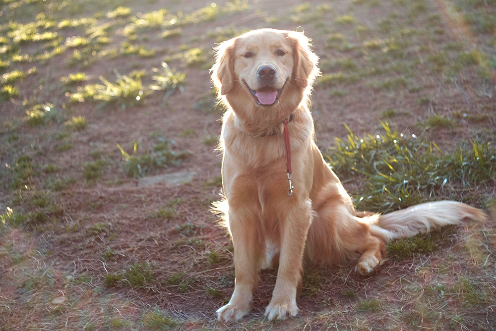 D.C. Daily Doggie Dog GoldenWeb