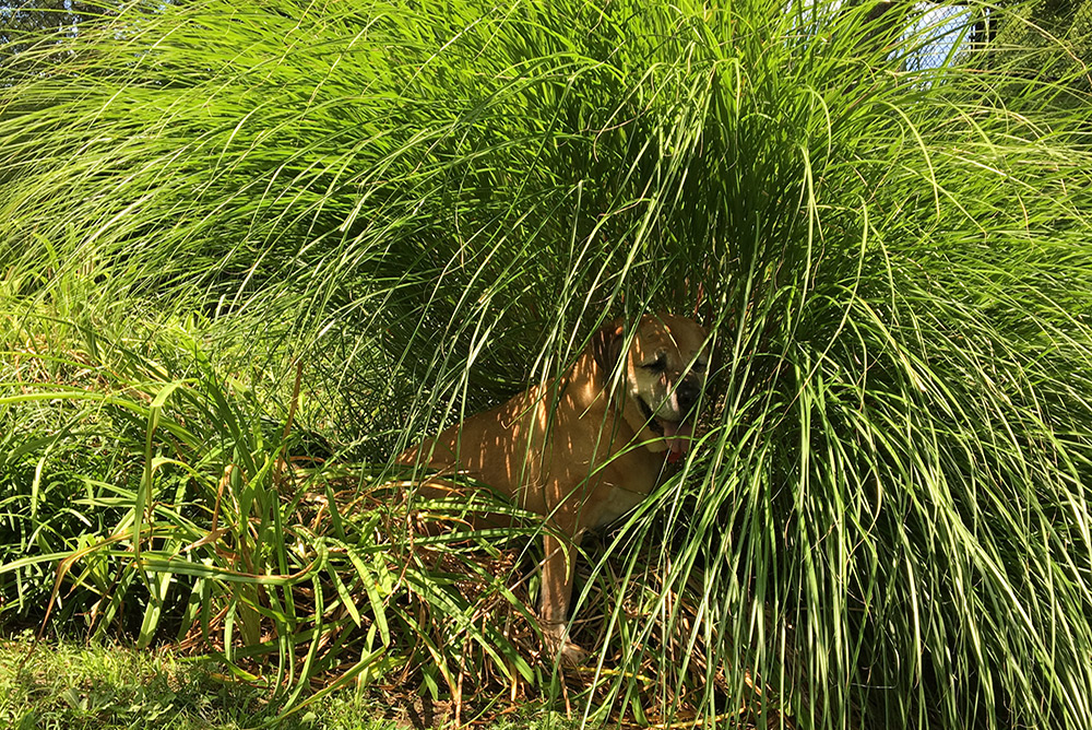CamoWeb