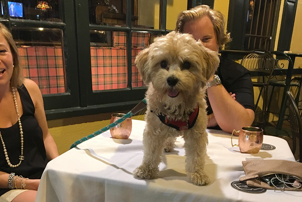 TableDog1web