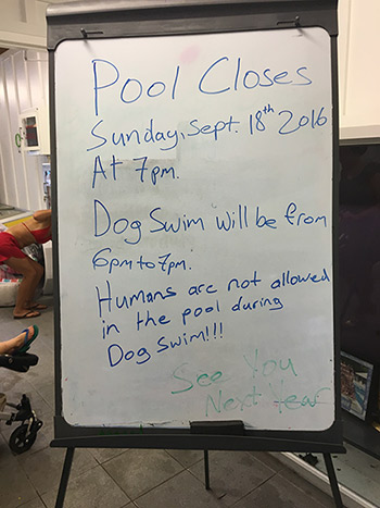 dogswim2web