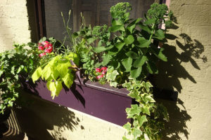 Green Acre #54: Making Something From Nothing | My Little Bird