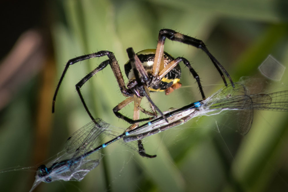 arachnophobia-my-little-bird