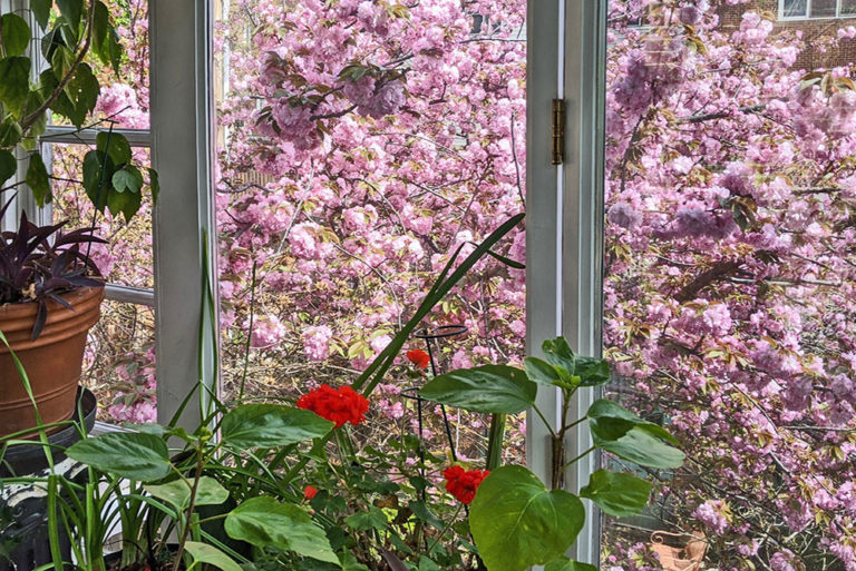 Green Acre 372 Cherry Jubilee My Little Bird