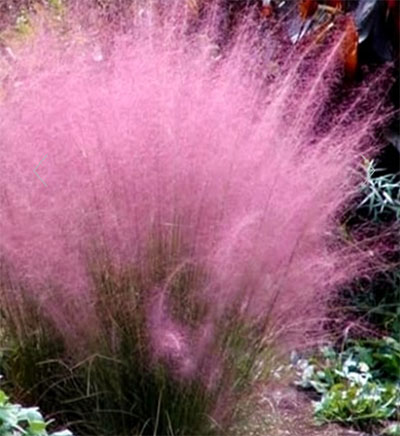 Why You Shouldn't Plant Pink Pampas Grass In Your Yard