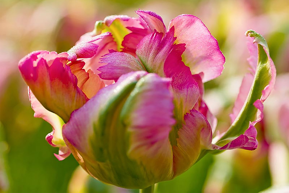 parrot tulip