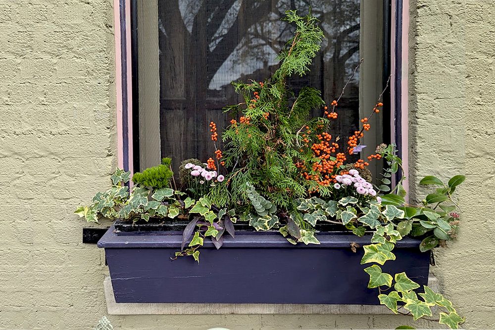 window box with plants